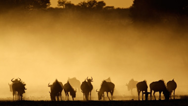 Learn Sesotho Southern Online – Level 1 Learn Sesotho Southern Online – Level 1